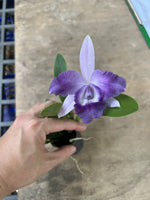 Carica l'immagine nel visualizzatore Galleria, Cattleya Mini Berlin 'Purple Queen' (C. Cariad's Mini-Quinee × C. Mini Purple)