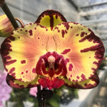 Chargez l'image dans la visionneuse de galerie, Phalaenopsis Joy Spring Canary 'Joy'