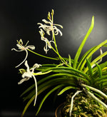 Carica l&#39;immagine nel visualizzatore Galleria, Neofinetia falcata &#39;Nanngokunomai&#39; 南国の舞
