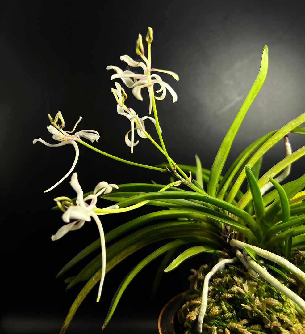 Neofinetia falcata 'Nanngokunomai' 南国の舞