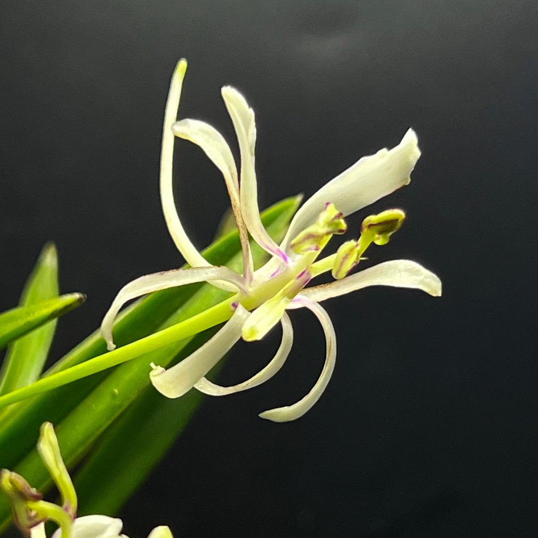 Neofinetia falcata 'Nanngokunomai' 南国の舞