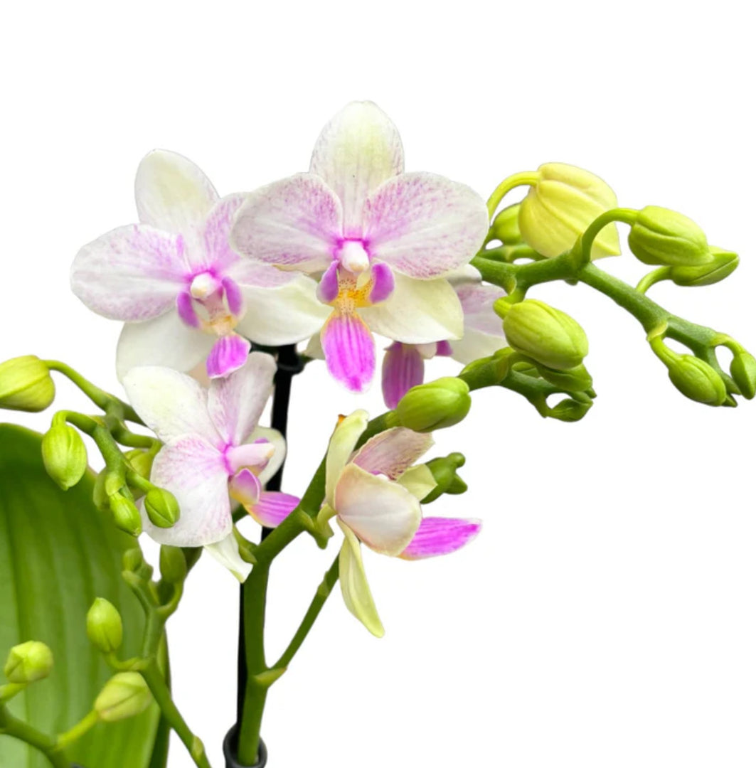 Phalaenopsis Blossom Bliss