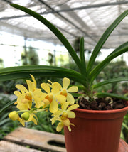 Holcoglossum flavescens x Ascocentrum curvifolium