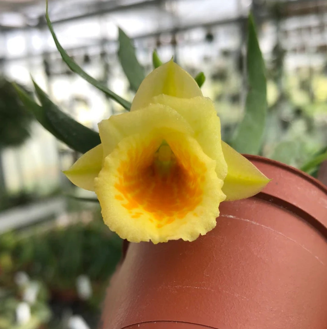 Plectrophora cultrifolia