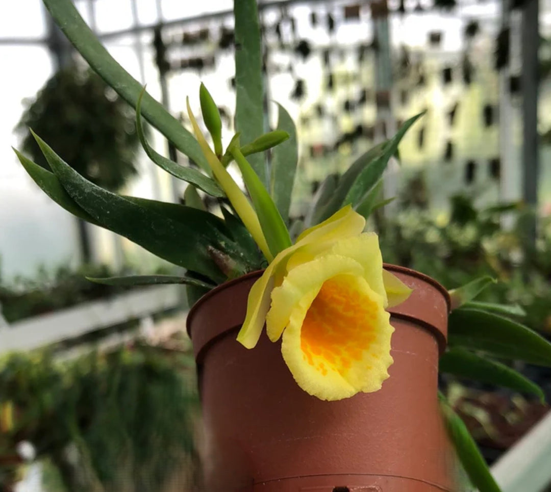 Plectrophora cultrifolia