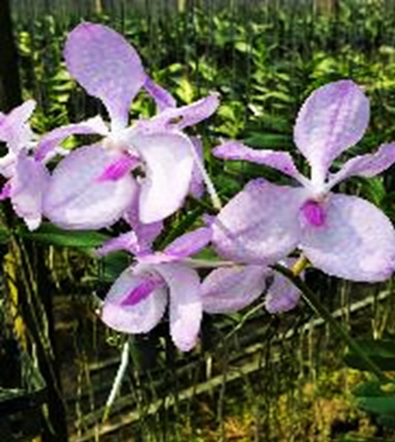 Vanda coerulea var. rosea