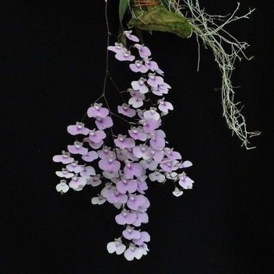 Ionopsis utricularioides