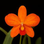 Load image into Gallery viewer, Sophrocattleya Crystelle Smith 'NR' HCC/AOS (Beufort x loddigesii)
