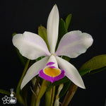 Carica l'immagine nel visualizzatore Galleria, Cattleya x brymeriana f. semialba (C. eldorado 10182 x C. violacea f. coerulea)