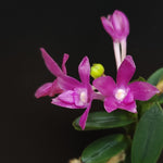 Load image into Gallery viewer, Neofinetia falcata 'Jahyeonhong' 자현홍 紫玄紅