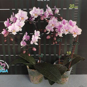 Phalaenopsis Jiaho's Pink Girl (P. schilleriana × P. Zuma's Pixie)