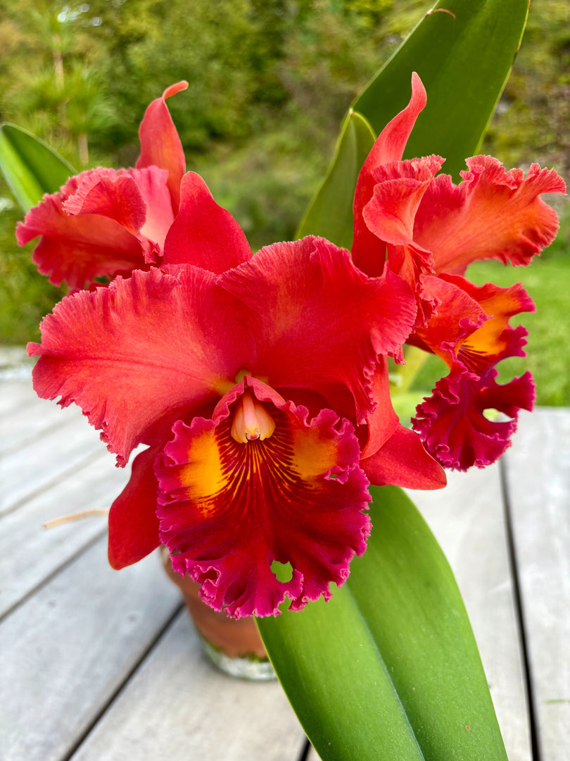 Rlc. Nakornchaisri Red 'Red Papaya'