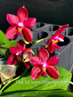 Carica l'immagine nel visualizzatore Galleria, Phalaenopsis KS Super Zebra 'Spicy Girl'
