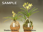 Carica l'immagine nel visualizzatore Galleria, Neofinetia falcata 'Kibanadaiou' 黄花大王