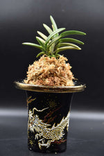 Carica l'immagine nel visualizzatore Galleria, Neofinetia falcata 'Kinkujaku' 金孔雀