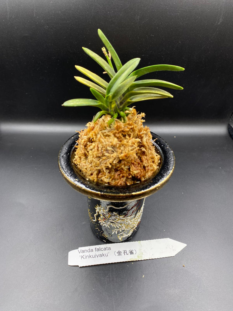 Neofinetia falcata 'Kinkujaku' 金孔雀