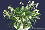 Carica l'immagine nel visualizzatore Galleria, Neofinetia falcata 'Kishū ryokufū' 기주녹풍 紀州綠風