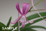 Carica l&#39;immagine nel visualizzatore Galleria, Neofinetia falcata &#39;Komachimusume&#39; 小町娘

