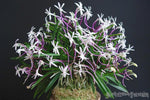 Load image into Gallery viewer, Neofinetia falcata 'Koukakuden Original' 홍혁전원종 紅赫殿源種