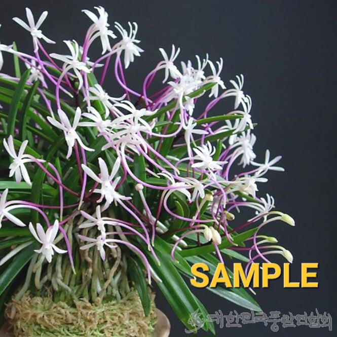 Neofinetia falcata 'Koukakuden Original' 홍혁전원종 紅赫殿源種