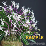 Carica l'immagine nel visualizzatore Galleria, Neofinetia falcata 'Koukakuden' 홍혁전 紅赫殿