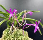 Carica l'immagine nel visualizzatore Galleria, Neofinetia falcata ‘Kouyou’ 紅陽