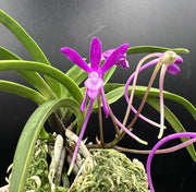Neofinetia falcata ‘Kouyou’ 紅陽