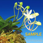 Load image into Gallery viewer, Neofinetia falcata 'Kuroshinju' 흑진주 黒真珠