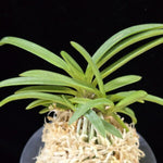 Carica l'immagine nel visualizzatore Galleria, Neofinetia falcata 'Kyobijin' 京美人