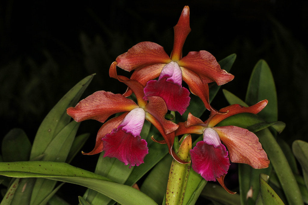 Laelia tenebrosa "Midnight" x Cattleya tigrina "Escura"