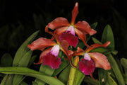 Laelia tenebrosa 