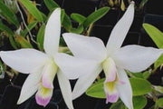 Laelia anceps var. ashworthiana