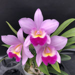 Carica l'immagine nel visualizzatore Galleria, Laeliocattleya NR (Lc. Village Chief Parfum x Lc. Aloha Case)