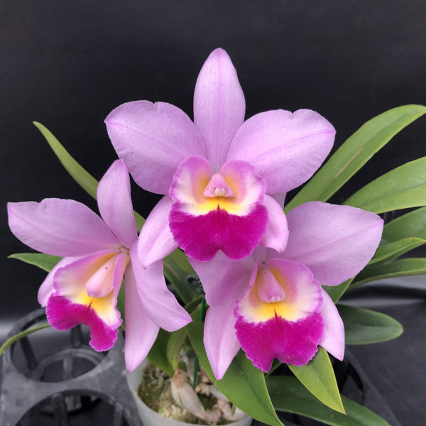 Laeliocattleya NR (Lc. Village Chief Parfum x Lc. Aloha Case)