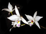 Carica l'immagine nel visualizzatore Galleria, Laelia anceps var. semialba