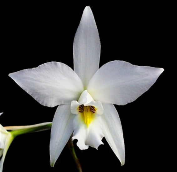 Laelia anceps var. alba