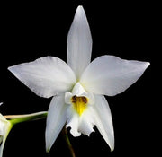 Laelia anceps var. alba