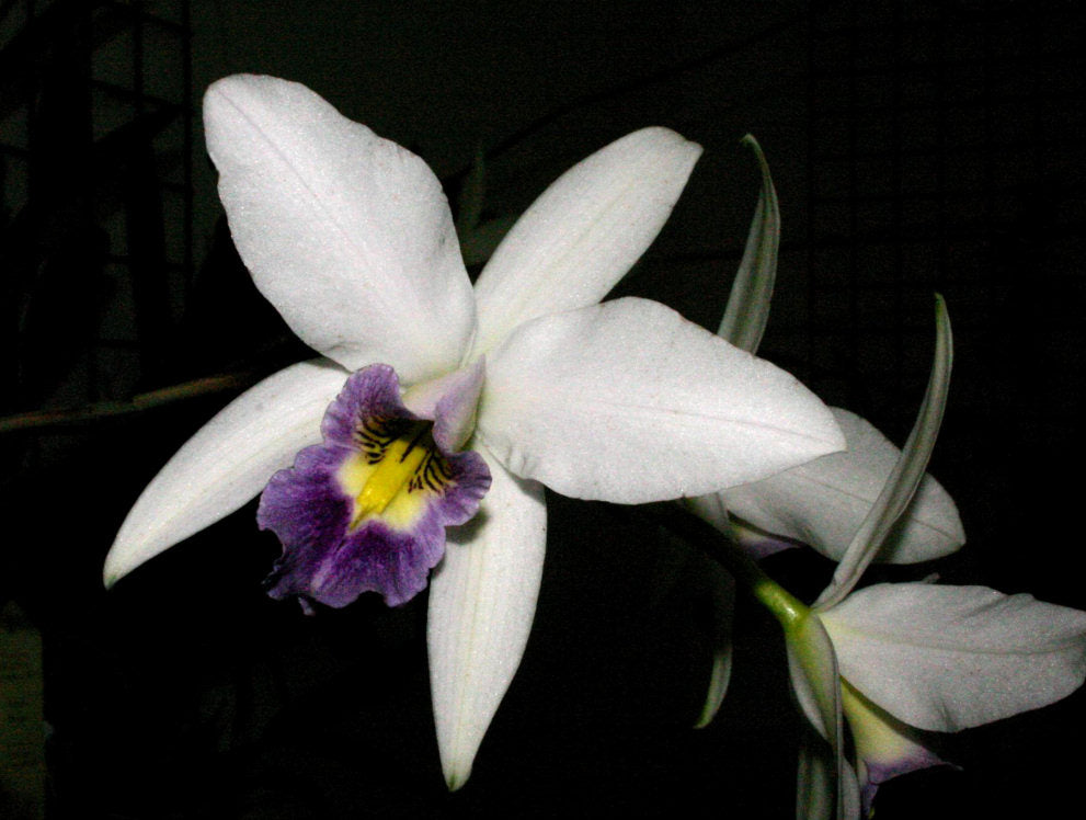 Laelia anceps var. coerulea