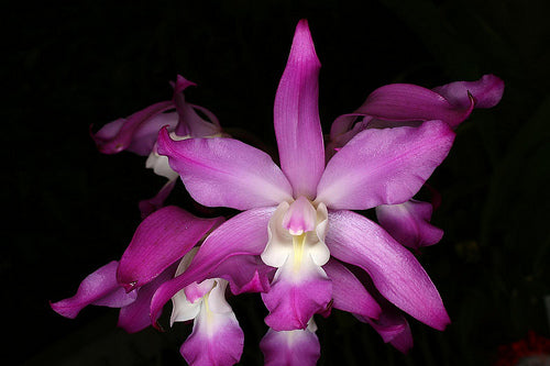Laelia autumnalis