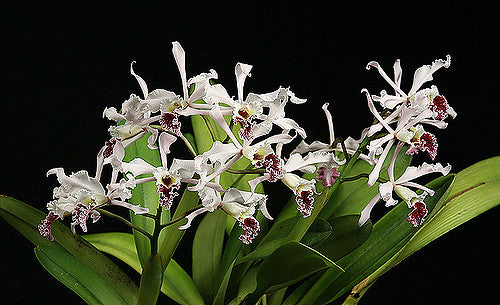 Laelia crispa