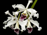 Laelia crispa