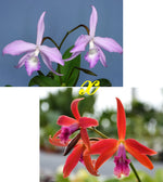 Load image into Gallery viewer, Laelia fidelensis x Cattleya Zip