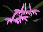 Load image into Gallery viewer, Laelia perrinii