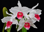 Load image into Gallery viewer, Cattleya (syn. Laelia) purpurata f. carnea 'JK' - Br Orquidea