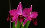 Carica l'immagine nel visualizzatore Galleria, Cattleya (syn. Laelia) purpurata (estriata rubra x sanguinea) - Br Orquidea