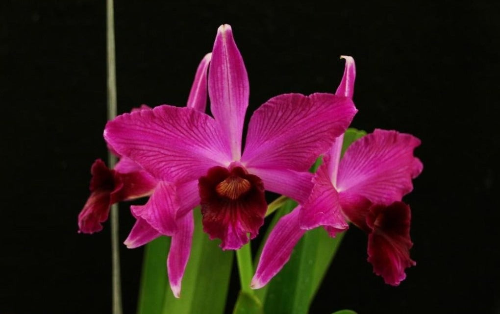 Cattleya (syn. Laelia) purpurata (estriata rubra x sanguinea) - Br Orquidea