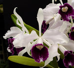 Carica l'immagine nel visualizzatore Galleria, Laelia purpurata var. schusteriana