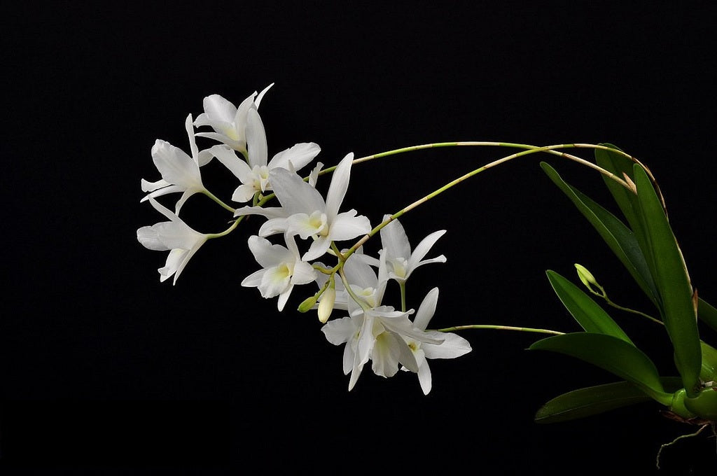 Laelia rubescens var.alba