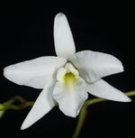 Carica l'immagine nel visualizzatore Galleria, Laelia rubescens var.alba