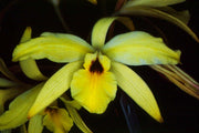 Laelia rubescens var. aurea